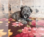 Small #7 Schnauzer (Miniature)