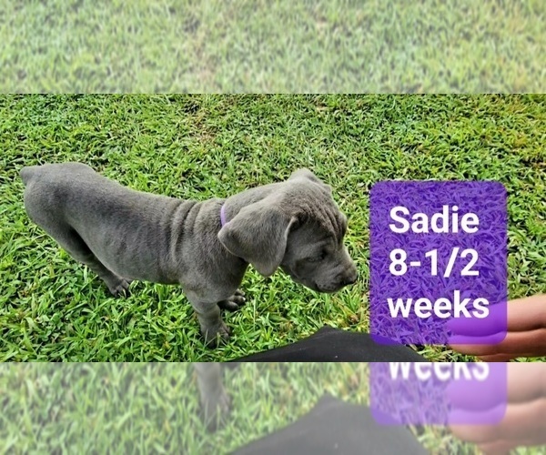 Medium Photo #10 Cane Corso Puppy For Sale in MONTPELIER, VA, USA