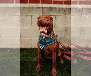 Day Day - Female Mutt Dog for Adoption - Photo #3