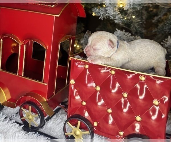 Medium Photo #4 French Bulldog Puppy For Sale in SPRINGFIELD, MO, USA