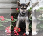 Small #1 German Shepherd Dog-Siberian Husky Mix