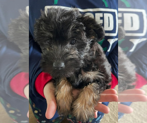 Morkie Puppy for sale in BEULAVILLE, NC, USA