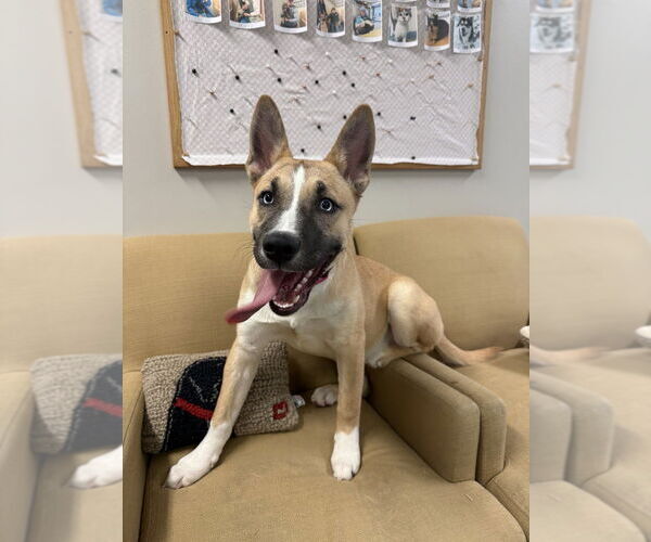 Medium Photo #9 Siberian Husky-Unknown Mix Puppy For Sale in Bemidji, MN, USA