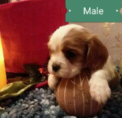Cavalier King Charles Spaniel Puppy for sale in HOHENWALD, TN, USA