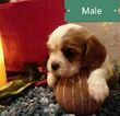 Small Photo #1 Cavalier King Charles Spaniel Puppy For Sale in HOHENWALD, TN, USA