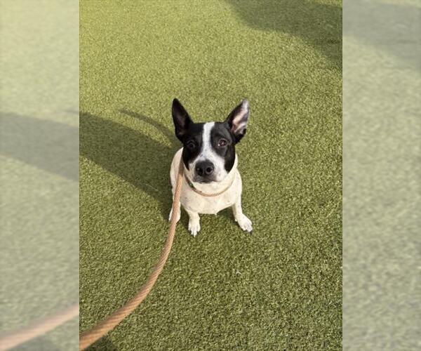 Medium Photo #1 Mutt Puppy For Sale in Derwood, MD, USA