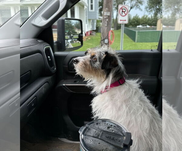 Medium Photo #3 Mutt Puppy For Sale in Monkton, MD, USA