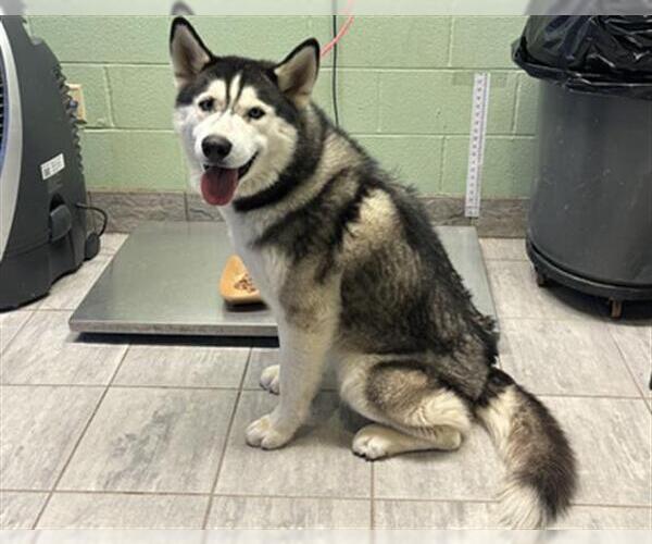 Medium Photo #1 Siberian Husky-Unknown Mix Puppy For Sale in Grand Prairie, TX, USA