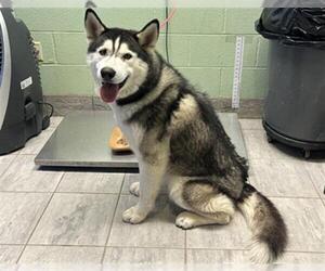 Siberian Husky-Unknown Mix Dogs for adoption in Grand Prairie, TX, USA