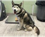 Small Siberian Husky Mix