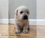 Small Labrador Retriever