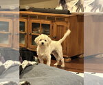 Small Maltese