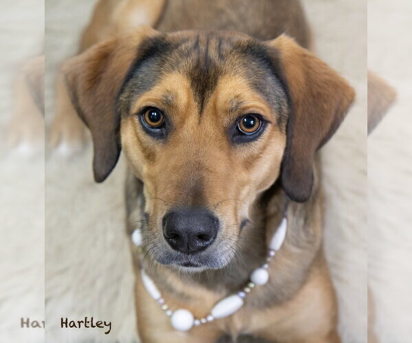 Medium Photo #6 Mutt Puppy For Sale in Hot Springs Village, AR, USA