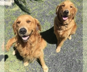 Mother of the Golden Retriever puppies born on 04/20/2022