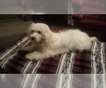 Small Photo #2 Coton de Tulear Puppy For Sale in HORSE BRANCH, KY, USA
