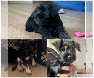 Schnauzer (Miniature) Puppy for sale in STOCKTON, CA, USA