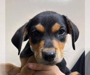 Labrottie Dogs for adoption in Rockwall, TX, USA