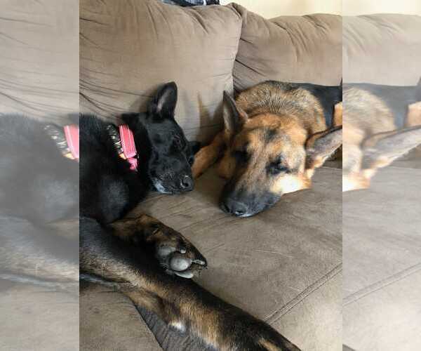 Medium Photo #3 German Shepherd Dog Puppy For Sale in Darlington, MD, USA