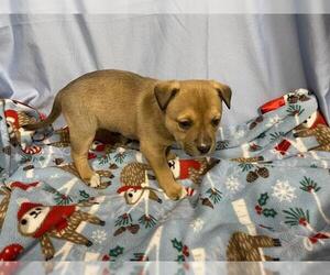 Mutt Dogs for adoption in Modesto, CA, USA
