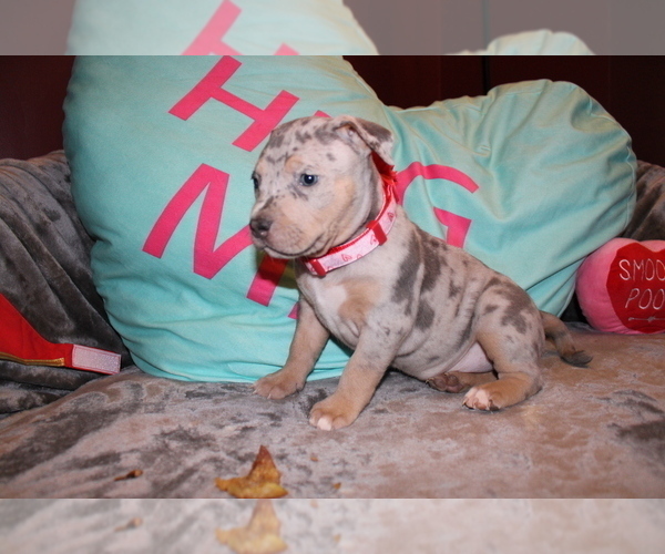 Medium Photo #3 American Bully Puppy For Sale in NORWALK, CT, USA