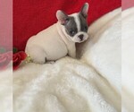 Small Photo #26 French Bulldog Puppy For Sale in PEMBROKE PINES, FL, USA