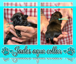 Puppy mint collar Shih Tzu