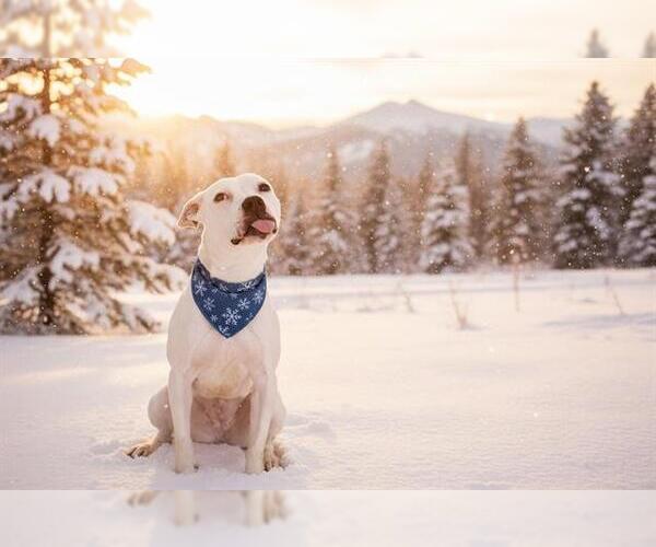 Medium Photo #2 Mutt Puppy For Sale in Belleville, IL, USA