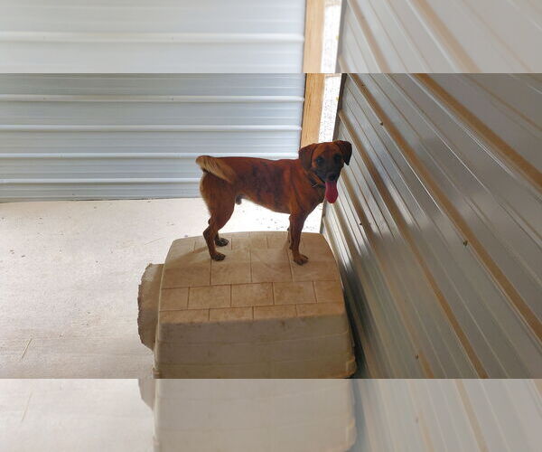 Medium Photo #6 Boxer-Mountain Cur Mix Puppy For Sale in Woodsfield, OH, USA