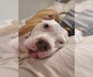 Louie - Male Mutt Dog for Adoption - Photo #7