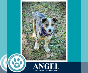 Mutt Dogs for adoption in Kimberton, PA, USA