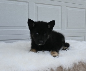 German Shepherd Dog-Siberian Husky Mix Puppy for sale in HOLMESVILLE, OH, USA