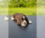 Puppy Paddy English Springer Spaniel