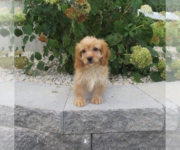 Medium Photo #1 Cavapoo Puppy For Sale in LE MARS, IA, USA