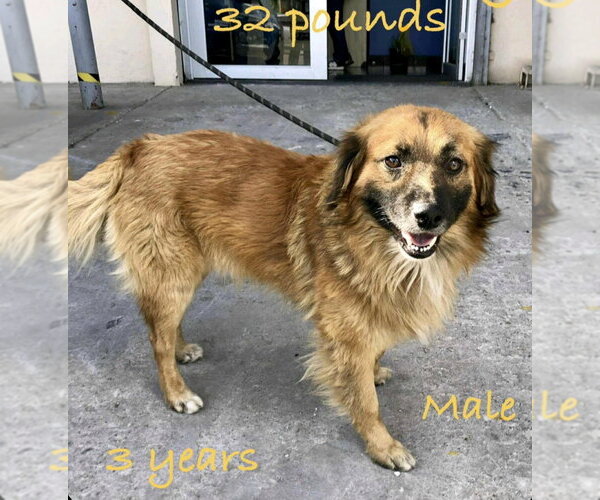 Medium Photo #4 Collie-Unknown Mix Puppy For Sale in Escondido, CA, USA