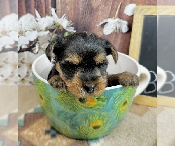 Medium Photo #13 Yorkshire Terrier Puppy For Sale in CASSVILLE, MO, USA