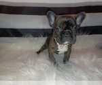 Puppy 1 French Bulldog