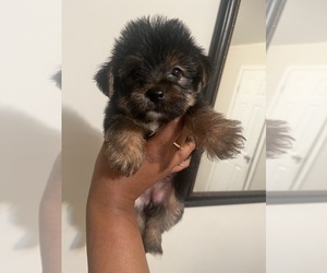 Poodle (Toy)-Yorkshire Terrier Mix Puppy for sale in SHELBY, NC, USA
