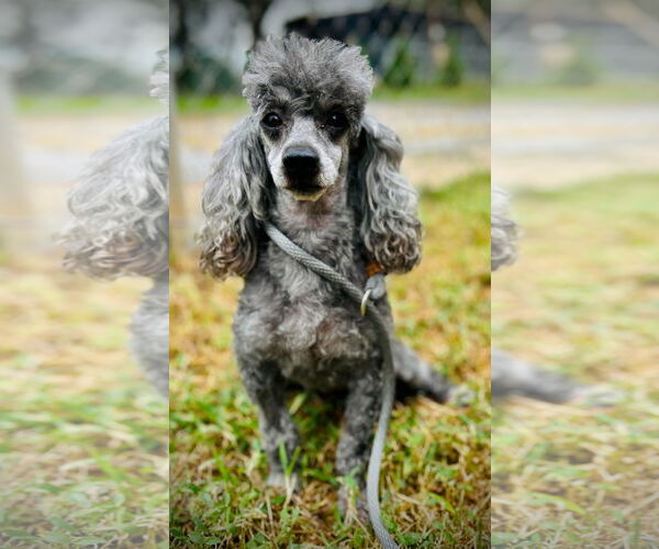 Medium Photo #3 Poodle (Toy) Puppy For Sale in Pacolet, SC, USA