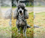 Small #2 Poodle (Toy)