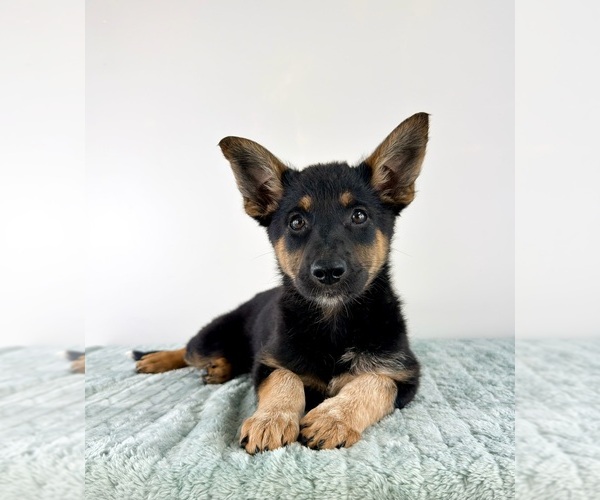 Medium Photo #2 Cattledog Shepherd Puppy For Sale in GREENFIELD, IN, USA