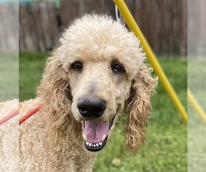 Poodle (Standard) Dogs for adoption in Pacolet, SC, USA