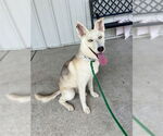 Small Huskies  Mix