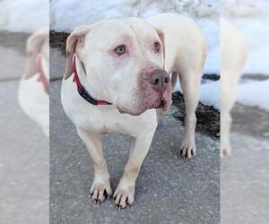 American Bulldog-American Staffordshire Terrier Mix Dogs for adoption in Akron, OH, USA