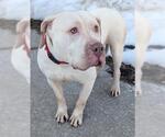 Small American Bulldog-American Staffordshire Terrier Mix