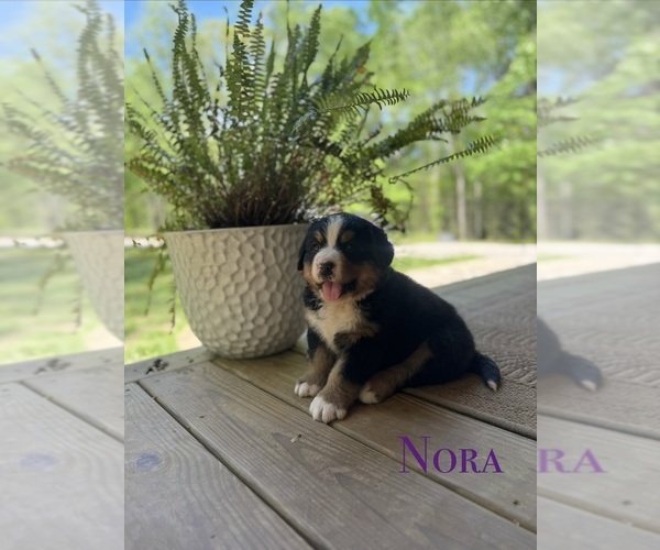 Medium Photo #1 Bernese Mountain Dog Puppy For Sale in LAWRENCEBURG, TN, USA