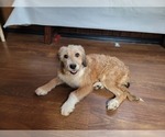 Small Photo #80 Bernedoodle (Miniature) Puppy For Sale in BLACK FOREST, CO, USA