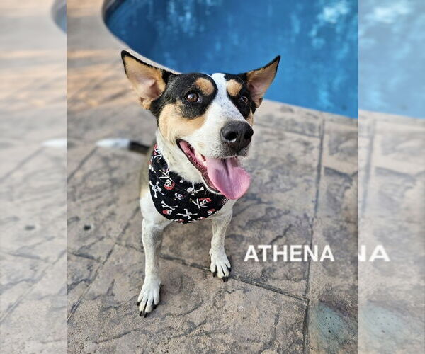 Medium Photo #2 Mutt Puppy For Sale in Maryville, TN, USA