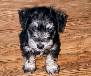 Schnauzer (Miniature) Puppy for sale in RADFORD, VA, USA