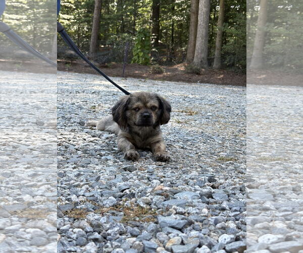 Medium Photo #2 Shih Tzu-Unknown Mix Puppy For Sale in Holly Springs, NC, USA