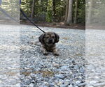 Small #1 Shih Tzu Mix